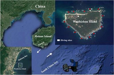 Physiological Characteristics and Environment Adaptability of Reef-Building Corals at the Wuzhizhou Island of South China Sea